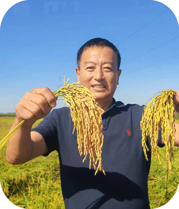 2023年，【 吉林省梅河口市小杨乡九星米业】 稻花香水稻种植